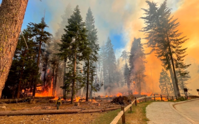 “Lusty Vigor” in the Mariposa Grove