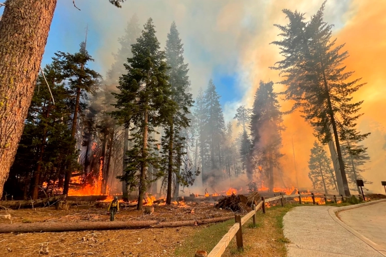 “Lusty Vigor” in the Mariposa Grove