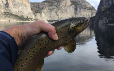 24 groups and businesses ask NPS to end prohibition of fishing Hetch Hetchy Reservoir
