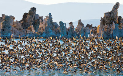 Los Angeles Recycles and Restores